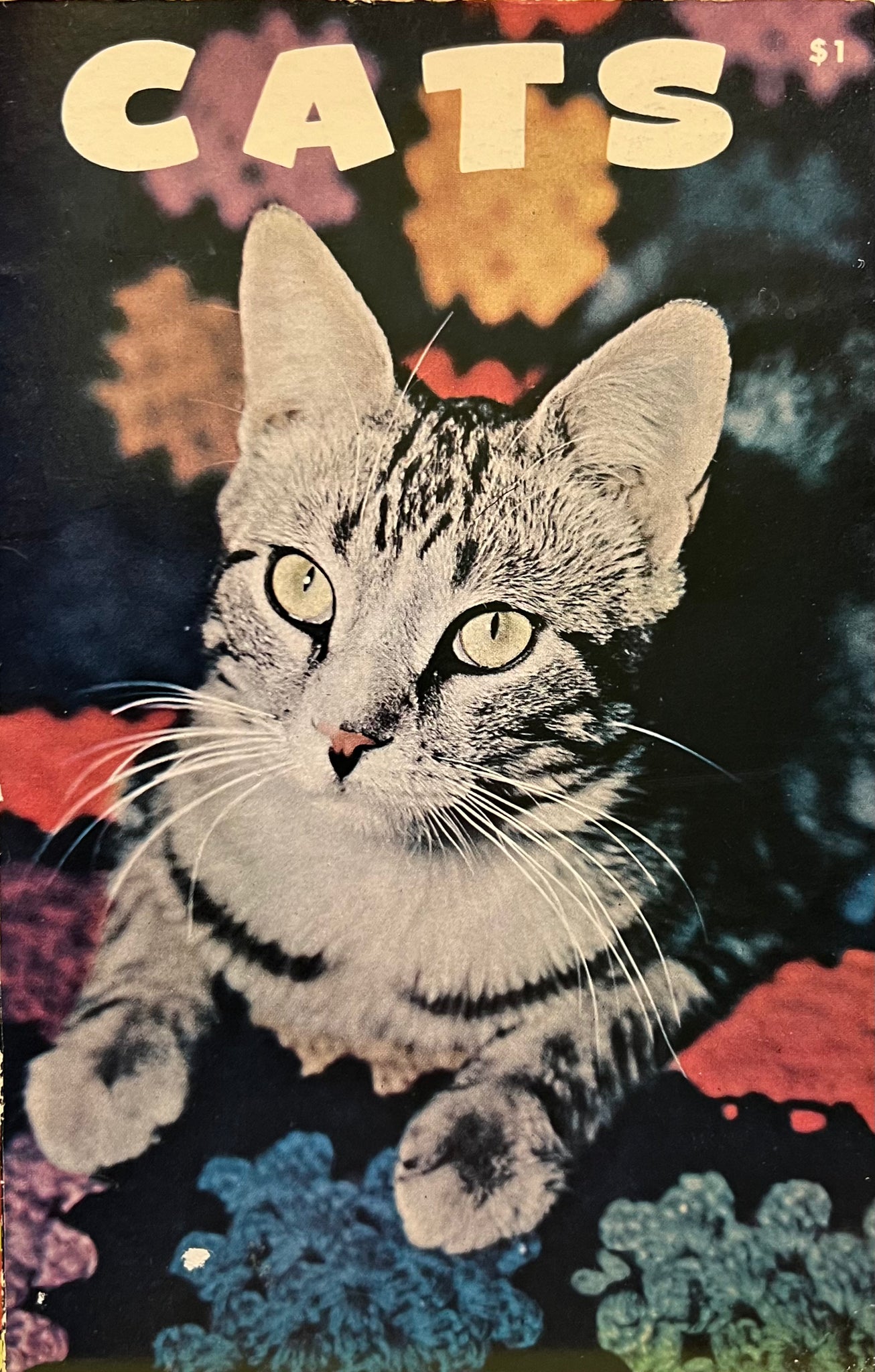 Cats, Louise Brown Van der Meid