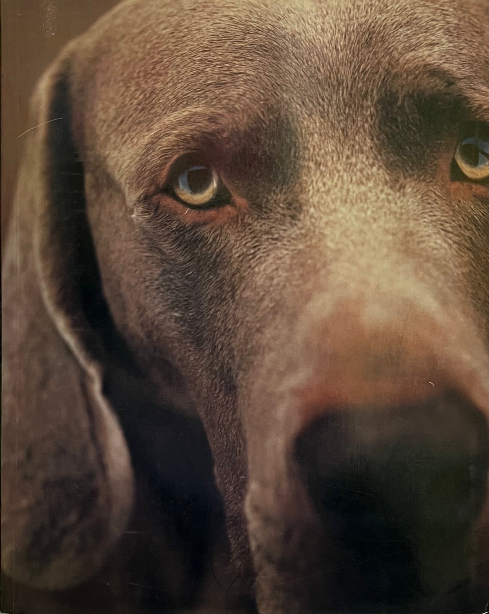 Polaroids, William Wegman